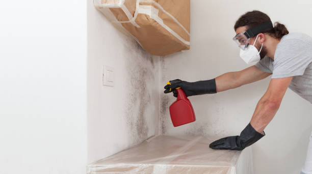 Basement Mold Remediation treatment on basement walls in Commack