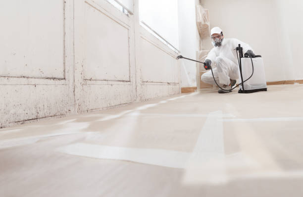 Black mold remediation team in Commack